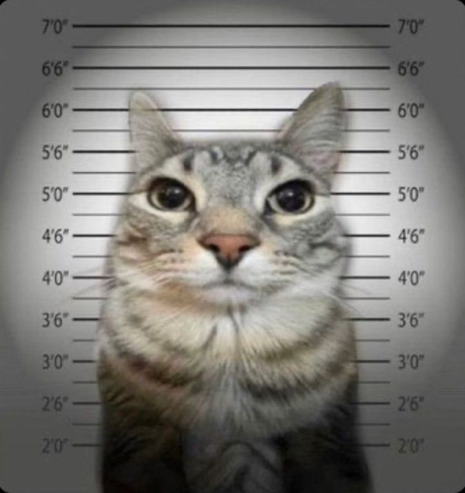 Image attached to "hey look at that image bro"